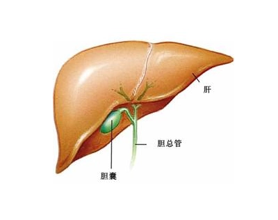 广州中医肿瘤专家:你了解胆管癌吗